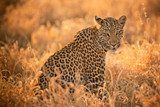 Leopard at Sunset  Afryka Fototapeta