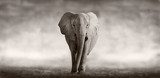 Elephant  Afryka Fototapeta