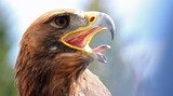mighty Eagle with its beak wide open  Zwierzęta Plakat