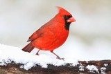 Cardinal In Snow  Zwierzęta Plakat