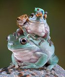 Frog Pile  Zwierzęta Plakat
