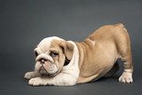English  bulldog puppy.  Zwierzęta Plakat