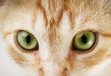 Cat eyes  Zwierzęta Plakat