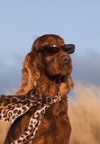 Funny fashionist dog - Iirsh Setter  Zwierzęta Plakat