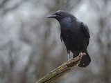 Common Raven  Zwierzęta Plakat