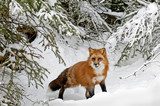 Red Fox  Zwierzęta Plakat