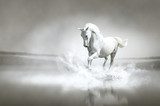 White horse running through water  Zwierzęta Plakat