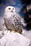 Snowy Owl  Zwierzęta Plakat