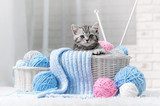 Kitten in a basket with balls of yarn  Zwierzęta Plakat