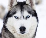 Close up on blue eyes of husky  Zwierzęta Plakat