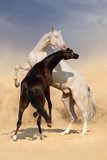 Two achal-teke horses fight on desert dust  Zwierzęta Plakat