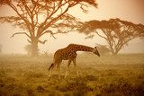 A giraffe, Kenya  Zwierzęta Plakat