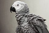 African Gray Parrot  Zwierzęta Plakat