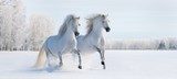 Two galloping white ponies  Zwierzęta Plakat