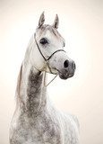 portrait of gray beautiful arabian stallion at art background  Zwierzęta Plakat