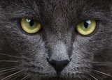 Close up portrait of grey kitten  Zwierzęta Plakat