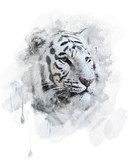 White Tiger  Zwierzęta Plakat