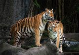 Portrait of a Royal Bengal tiger  Zwierzęta Plakat