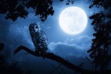 Owl Illuminated By Full Moon On Halloween Night  Zwierzęta Plakat