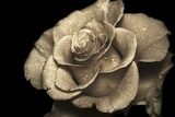 Róża pachnąca retro brzmieniem Styl Klasyczny Fototapeta