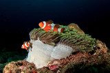 Clownfish (Nemo fish) and anemone Rafa koralowa Fototapeta