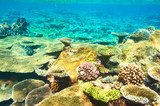 Coral reef at Maldives Rafa koralowa Fototapeta