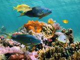 Multicolored underwater sealife Rafa koralowa Fototapeta