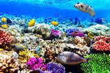 Coral and fish in the Red Sea. Egypt, Africa. Rafa koralowa Fototapeta
