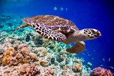 Hawksbill Turtle - Eretmochelys imbricata Rafa koralowa Fototapeta