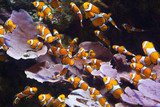 Orange clownfish Rafa koralowa Fototapeta