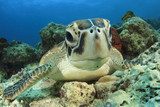 Green Sea Turtle (Chelonia mydas) Rafa koralowa Fototapeta