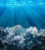 Tranquil underwater scene with copy space Rafa koralowa Fototapeta