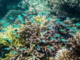 School of Green Chromis over Acropora coral head, Fiji Rafa koralowa Fototapeta