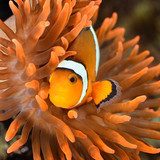 clownfish in marine aquarium Rafa koralowa Fototapeta