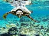tartaruga marina Rafa koralowa Fototapeta