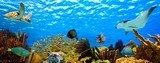 underwater panorama of a tropical reef in the caribbean Rafa koralowa Fototapeta