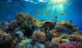 Underwater view Rafa koralowa Fototapeta