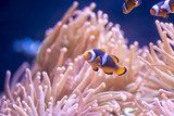 Clown Fish Rafa koralowa Fototapeta