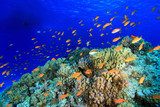 Colorful fish in the tropical reef of the red sea Rafa koralowa Fototapeta