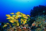 Coral reef and tropical fish in ocean Rafa koralowa Fototapeta