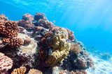 Coral reef Rafa koralowa Fototapeta