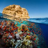 Red Sea Rafa koralowa Fototapeta