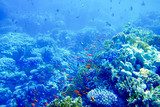Lazur podwodnego raju Rafa koralowa Fototapeta