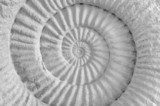 ammonite prehistoric fossil Styl Marynistyczny Fototapeta
