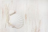 shell on white wooden background Styl Marynistyczny Fototapeta