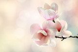 magnolia Kwiaty Obraz