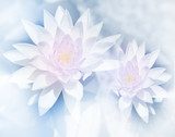 vivid color lotus in soft style for background Kwiaty Obraz