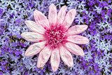 Kunstblume auf einem Meer aus lila BlÃ¼ten Kwiaty Obraz