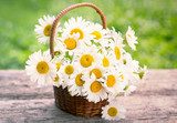 Spring flowers - Daisy flowers in the basket Kwiaty Obraz