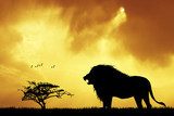 Lion silhouette at sunset Zwierzęta Plakat